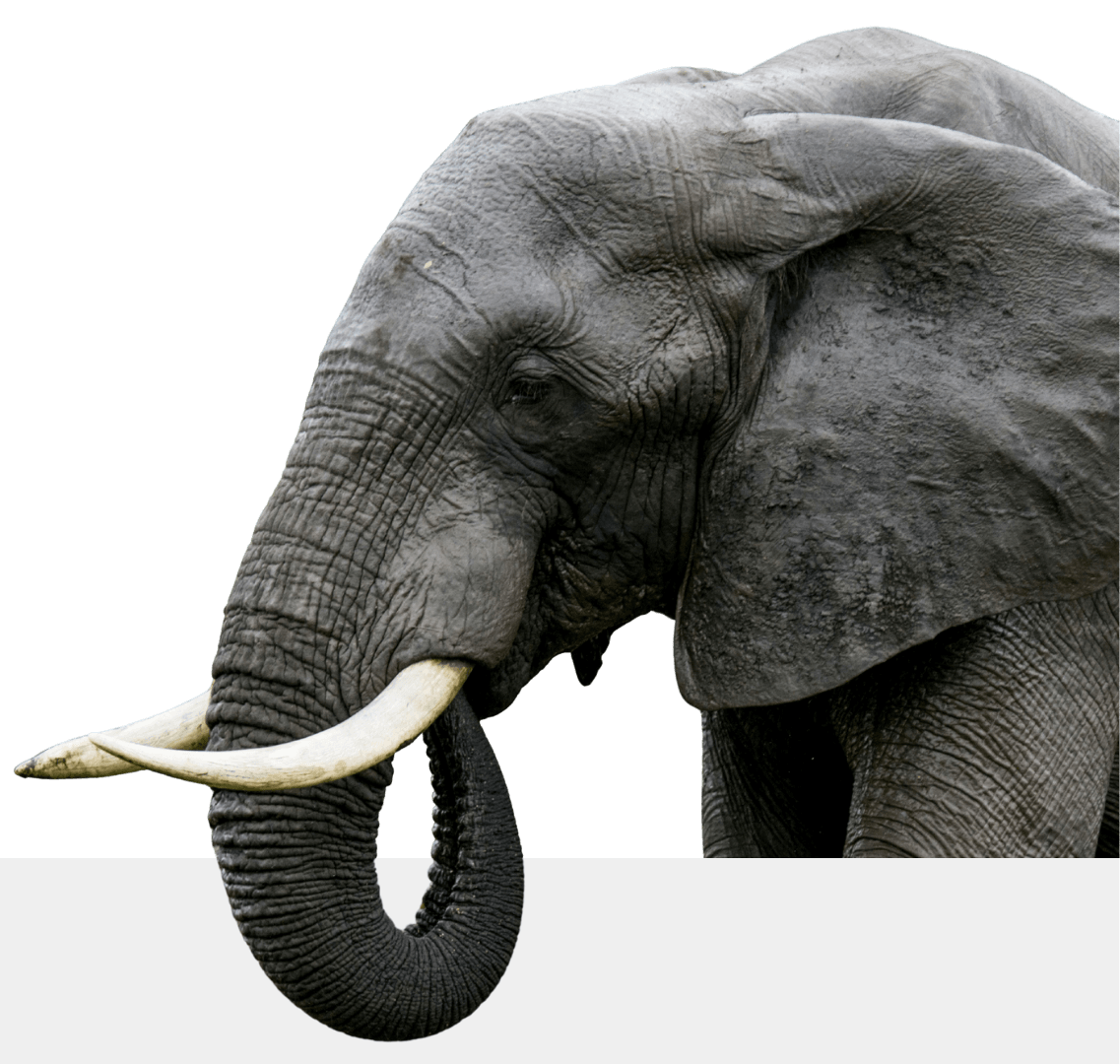 african elephant eating grass