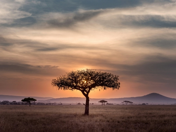 luxuary safari sunset